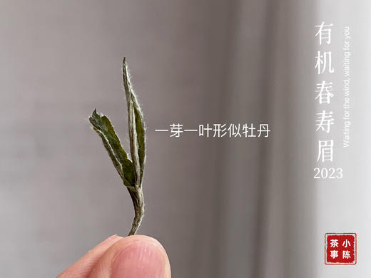 【2023春茶来了】干旱之年的2023有机春寿眉生出了白牡丹的鲜花香，又鲜，又嫩 商品图4