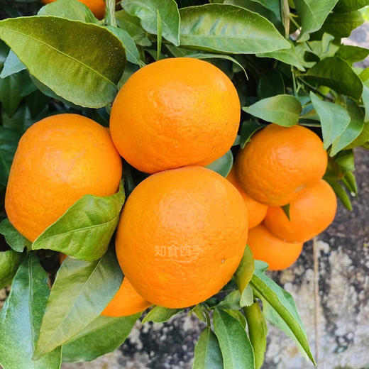 云南虎柑（高原沃柑）甜嫩多汁 果香浓郁化渣 商品图2