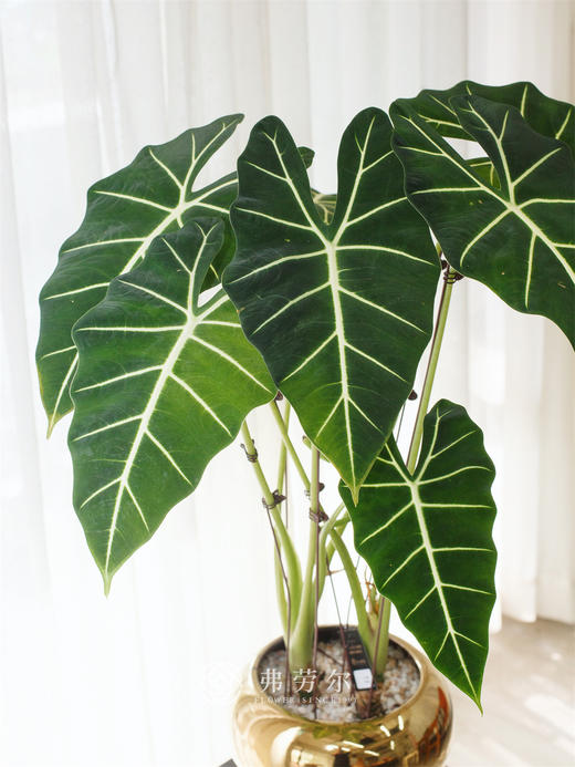 绿天鹅绒 商品图1