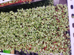 萝卜苗一盆（拼团）