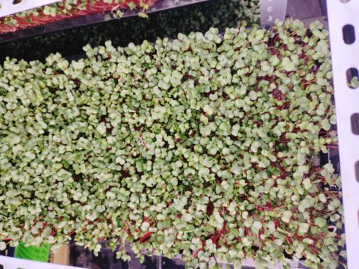 萝卜苗一盆（拼团） 商品图0