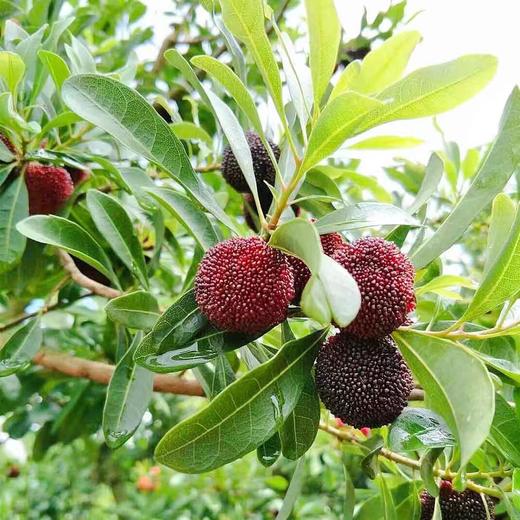 云南黑炭杨梅（500g) 商品图1