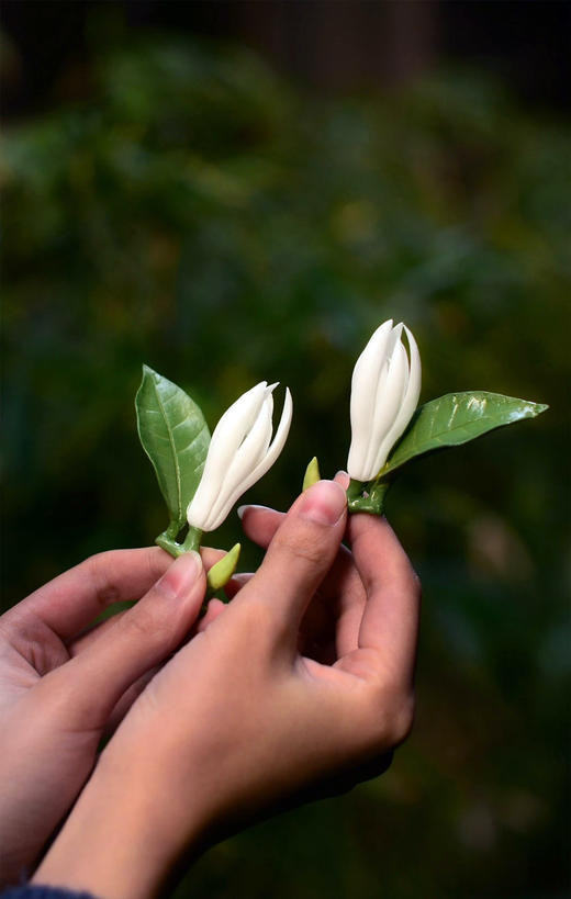 手捏瓷花°翠叶白玉兰 商品图2