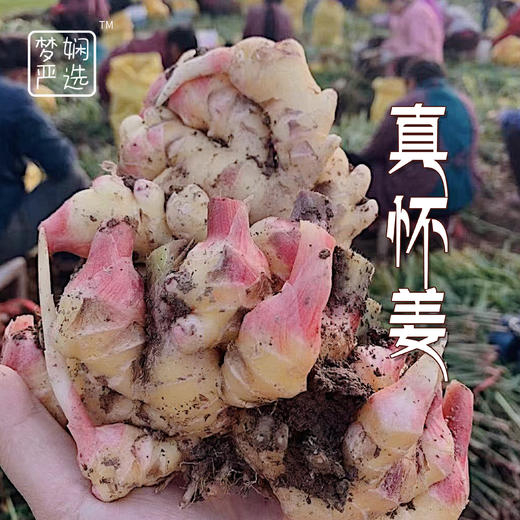 手工熬制 怀姜枣膏🔅甄选每—道好料，四季常备！480g/瓶 商品图3