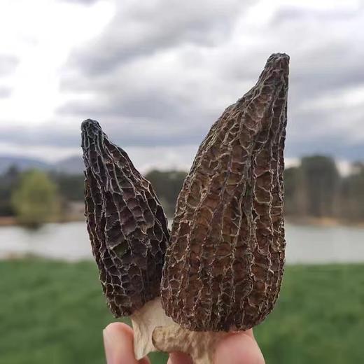 高山种植 精选精品羊肚菌干货 商品图1