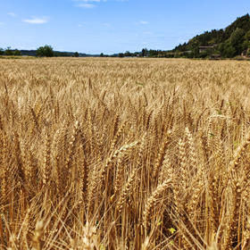 【制品】原麦粒500g