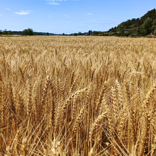 【制品】有机面粉25年新麦粗磨500g 商品图7