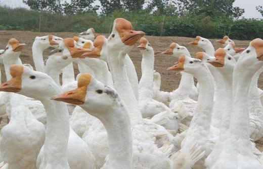 老鹅【34一斤（一只大概8到12斤左右）（按货物实际重量称重，多退少补）】 商品图2