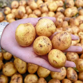 恩施小土豆中含有2%的蛋白质，18种氨基酸，其中有9种人体必须而又不能自身合成的氨基酸。含维生素B的含量是苹果的4倍，维生素C的含量是苹果的10倍。五斤一份