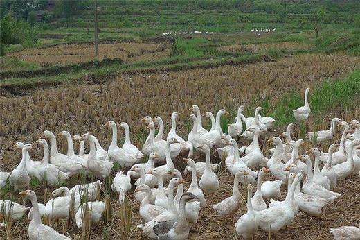 老鹅【34一斤（一只大概8到12斤左右）（按货物实际重量称重，多退少补）】 商品图3