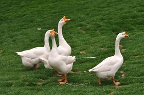 老鹅【34一斤（一只大概8到12斤左右）（按货物实际重量称重，多退少补）】