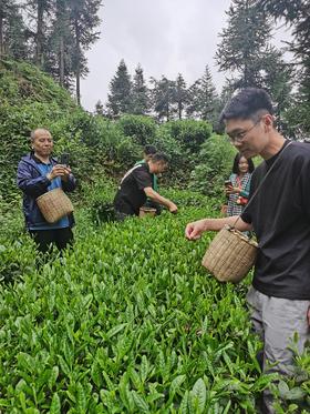 梵净山茶，香溢天下