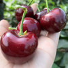 顺风包邮到家！！五一节特惠！大连基地樱桃🍒超大果3J🍒🍒🍒果径30-32，一盒3斤！劲爆价199！全国顺丰包邮到家！！新开棚，果子品质高，甜！ 商品缩略图1