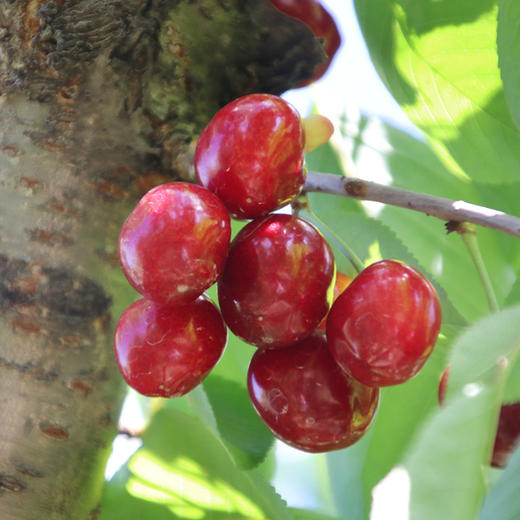【包邮】密农人家现摘新鲜红樱桃  自然成熟  酸甜多汁 500g×4  礼盒装 商品图3