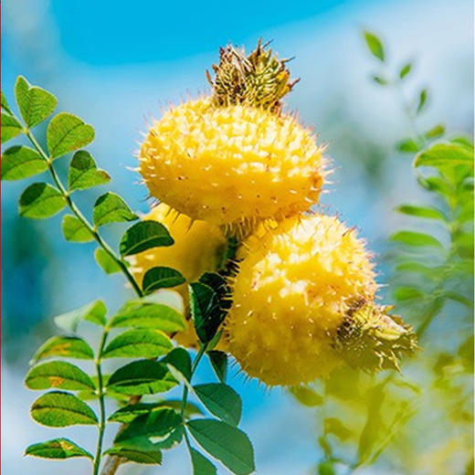 山果王有机刺梨原汁 商品图2