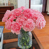 【粉色康乃馨】15支精选花材～随机送新鲜配叶 商品缩略图0