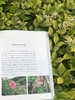 花木间的智慧：民族植物学自然笔记 商品缩略图11