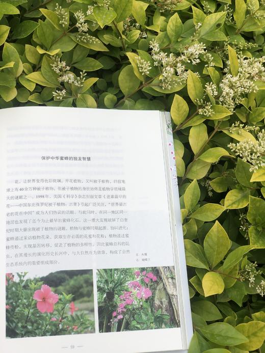 花木间的智慧：民族植物学自然笔记 商品图11