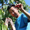 【包邮】密农人家现摘新鲜红樱桃  自然成熟  酸甜多汁 500g×4  礼盒装 商品缩略图5