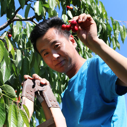 【包邮】密农人家现摘新鲜红樱桃  自然成熟  酸甜多汁 500g×4  礼盒装 商品图5