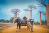 9月1日出发【非洲】马达加斯加+埃塞俄比亚~原始部落人文远古生物17天猎奇（9人封顶） 商品缩略图12