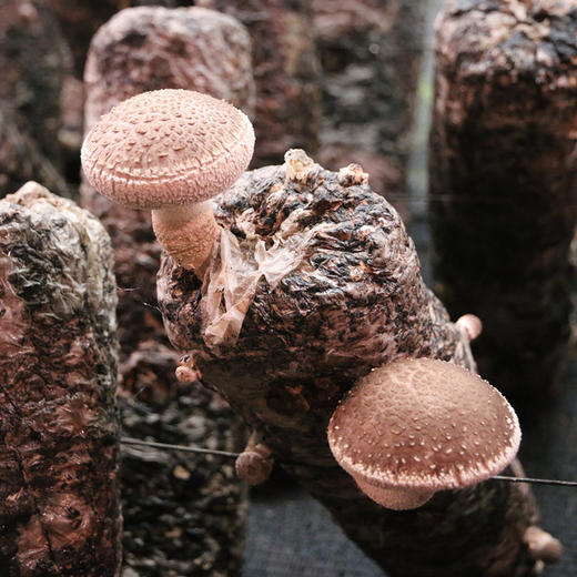 每日现采  密农人家香菇  自然生长  菌肉饱满  口味香浓  
 300g 商品图3