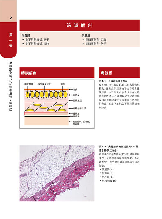 筋膜手法实践操作 第一级 第2版 王于领 马明主译 STECCO筋膜手法系列 神经筋膜协调新模型 解剖生理学基础知识 人民卫生出版社 商品图3