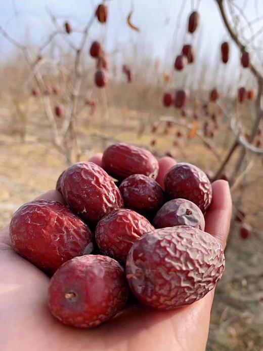 新疆和田 特级大枣 500g*2袋 商品图3
