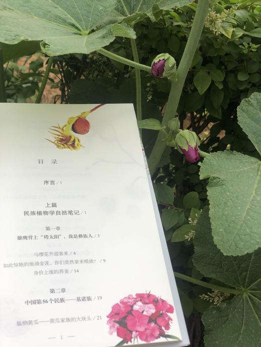 花木间的智慧：民族植物学自然笔记 商品图10
