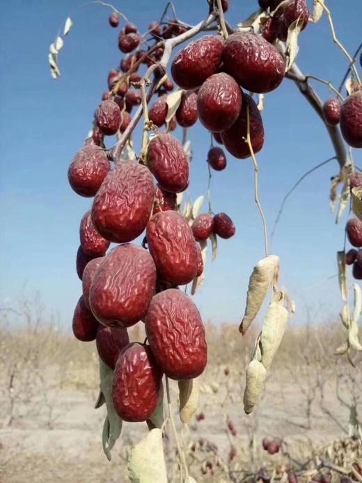 新疆和田 特级大枣 500g*2袋 商品图2