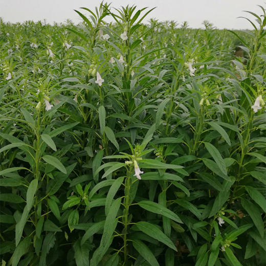 有机白芝麻油 商品图5