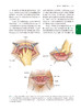铁林迪妇科手术学 第12版 赵兴波等译 常见疾病诊断程序药物治疗手术操作流程 女性生殖器官生理解剖 人民卫生出版社9787117334815 商品缩略图4