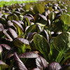 每日现摘  农家紫油菜  新鲜脆嫩  清口微甜 300g 商品缩略图5