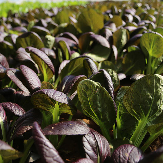每日现摘  农家紫油菜  新鲜脆嫩  清口微甜 300g 商品图5