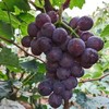 XZG-巨峰葡萄5斤装28元，果园子降价啦！！ 商品缩略图1