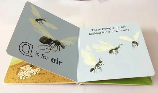 【必备字母书】 DK Alphabet A is for Ant - Z is for Zebra 纸板书 26册合售 0-6岁 幼儿英文字母单词认知 启蒙学习 商品图5