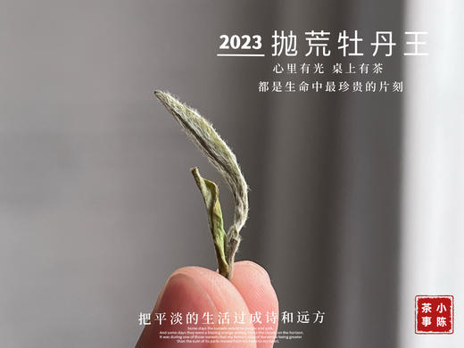 【2023春茶】2023抛荒牡丹王，冰雹加持下的高山白茶精灵，7年来首次推出的高品质白茶！ 商品图7