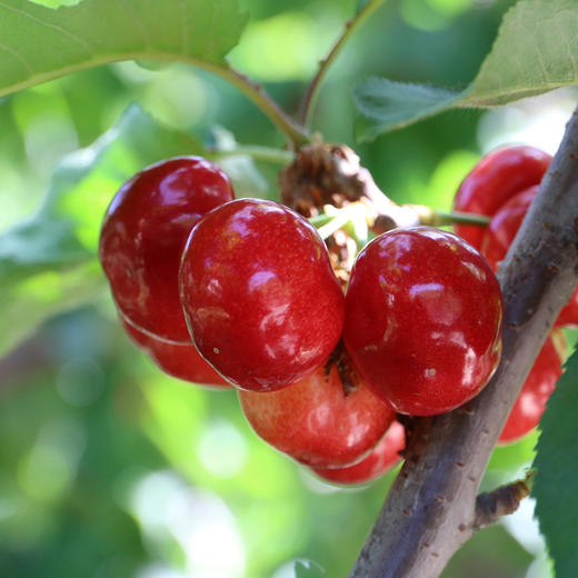 【包邮】密农人家现摘新鲜红樱桃  自然成熟  酸甜多汁 500g×4  礼盒装 商品图1