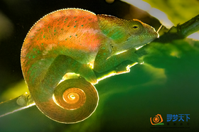 【非洲】马达加斯加远古动植物穿越8天摄影（10人封顶）