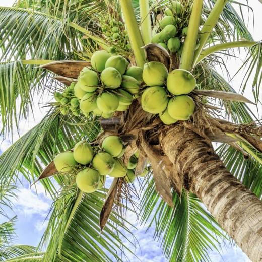 【产地直发】泰国原装进口NUE纽尔可可100%纯椰子水 商品图4