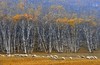 蒙古国深度游： ——乌兰巴托、木伦库苏古尔湖、驯鹿秘境11天 商品缩略图2