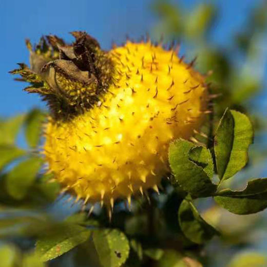 山果王有机刺梨原汁 商品图6