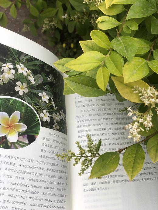 花木间的智慧：民族植物学自然笔记 商品图12