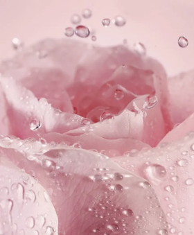 和兰蔻抢资源？ 保加利亚玫瑰节入场券，请查收~