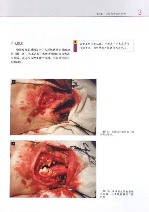 小动物胃肠道手术病例（世界兽医经典著作译丛▪小动物外科系列） 商品图2