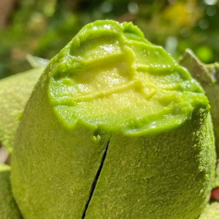 【云南牛油果】| 轻食水果界的新宠，大自然的““森林奶油”，口感香滑细腻，营养丰富，与鲜牛奶搭配更美味哦~