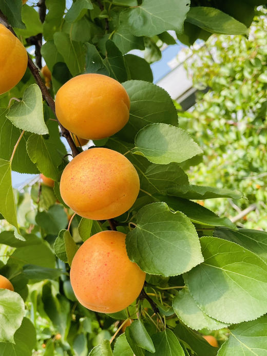 杏子500g 商品图6