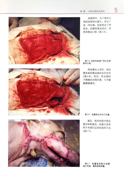 小动物胃肠道手术病例（世界兽医经典著作译丛▪小动物外科系列） 商品图4