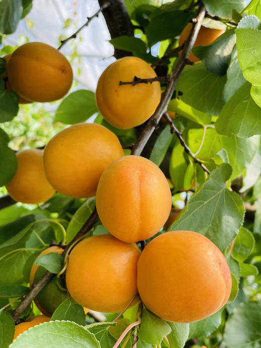 杏子500g 商品图2