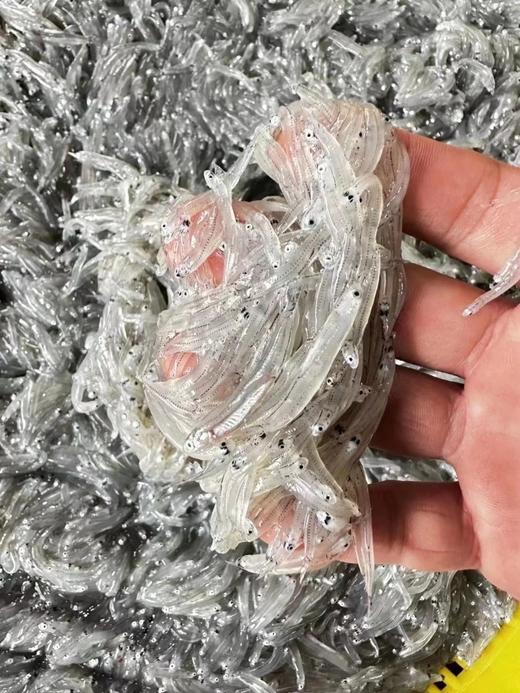 【顺丰/京东包邮】海银鱼海银鱼，体型很小，身长一般1-3cm，透明状，肉质细嫩无骨氨基酸含量高基地直邮 商品图2